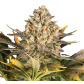 Banana Punch (Feminized) Banana Punch (Feminized)