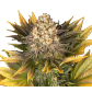 Banana Punch (Feminized) Banana Punch (Feminized)