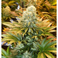 Banana Punch (Feminized) Banana Punch (Feminized)