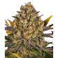 Banana Punch (Feminized) Banana Punch (Feminized)