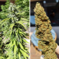 CBD Kush (Feminized)