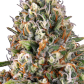 Candy Kush (Feminized)