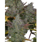 Gorilla Cookies (Feminized) Gorilla Cookies (Feminized)