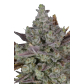 Gorilla Cookies (Feminized) Gorilla Cookies (Feminized)
