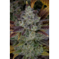 Gorilla Cookies (Feminized) Gorilla Cookies (Feminized)