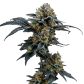 Gorilla Cookies (Feminized) Gorilla Cookies (Feminized)