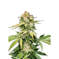 Auto Gorilla Glue (Feminized) Auto Gorilla Glue (Feminized)