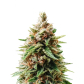 Ice Cream Gorilla (Feminized) Ice Cream Gorilla (Feminized)