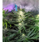 Ice Cream Gorilla (Feminized) Ice Cream Gorilla (Feminized)