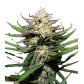Ice Cream Gorilla (Feminized) Ice Cream Gorilla (Feminized)