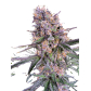 Zkittlez (Feminized)