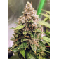 Auto Euforia (Feminized)